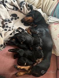 Cuccioli di Bassotto