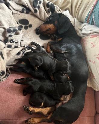 Cuccioli di Bassotto