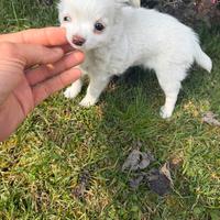 Cucciola di Chihuahua Bianca