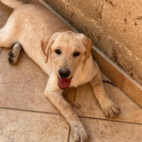 Cuccioli di labrador