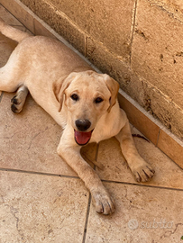 Cuccioli di labrador