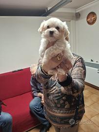 Cane Maltese