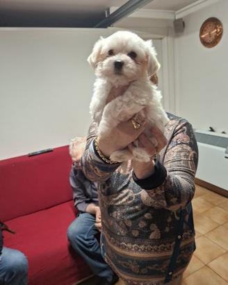 Cane Maltese