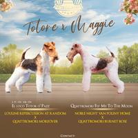 Fox terrier