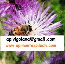 NUCLEI API 2025 - consegna in A22 tra TN e MN