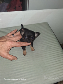 Micro cucciola di chihuahua mini toy