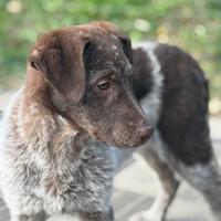 Mix German Wirehaired Pointer