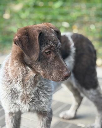 Mix German Wirehaired Pointer