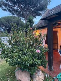 Casa al mare Santa Margherita Calaverde