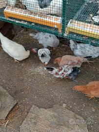 Galli e galline