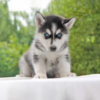 Cucciolo di Husky bianco e nero