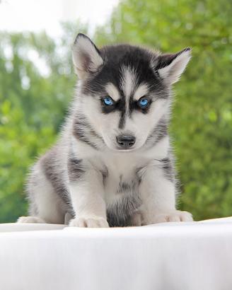 Cucciolo di Husky bianco e nero