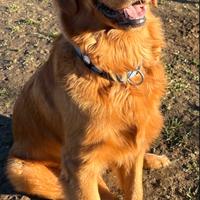 Golden Retriever americano per monta