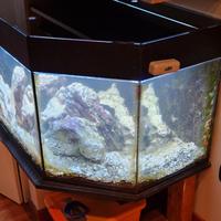 Acquario marino o dolce