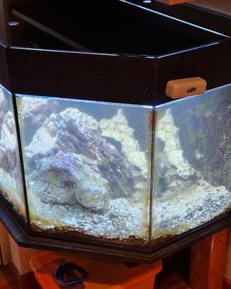 Acquario marino o dolce