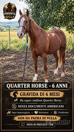 Cavalla Quarter 6 anni