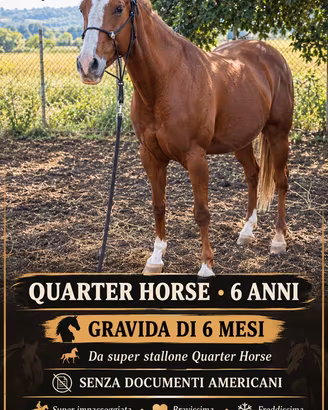 Cavalla Quarter 6 anni