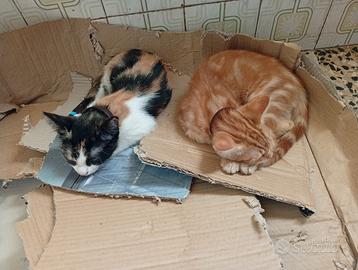 Regalasi gatti