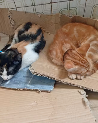 Regalasi gatti