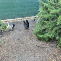 Galline Serama piccole ornamentali