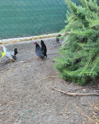 Galline Serama piccole ornamentali