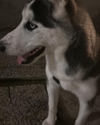 Husky