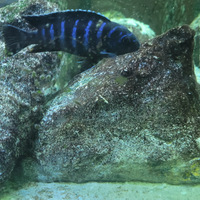 Ciclidi africani del Malawi