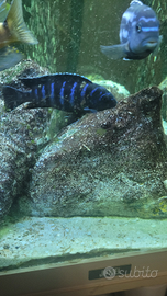 Ciclidi africani del Malawi