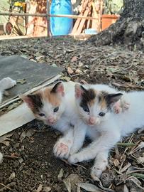 2 gatti da adottare