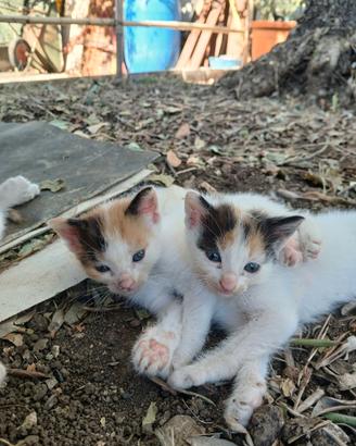 2 gatti da adottare
