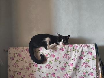 Due gatti uno nero e l'altro rosso