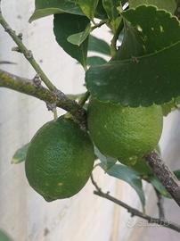 Albero di limoni in vaso