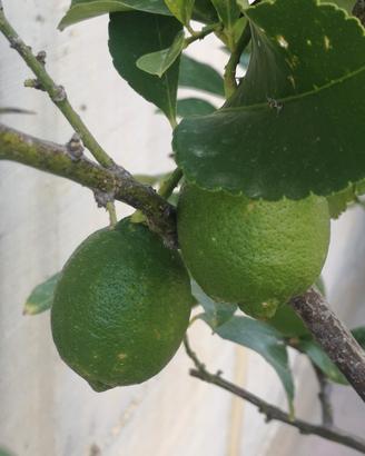 Albero di limoni in vaso
