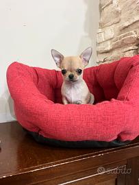 Chihuahua maschietto