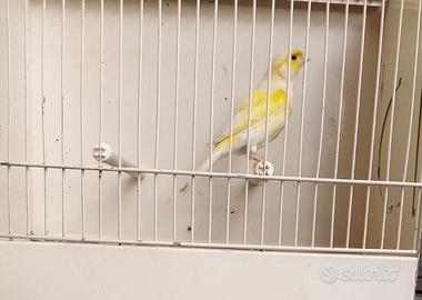 Canarino MASCHIO Mosaico giallo