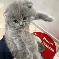 Gattino Scottish Fold