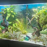 Acquari n.2  240L 100x40xh60cm e 150L 80x37xh50cm