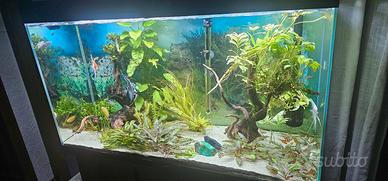 Acquari n.2  240L 100x40xh60cm e 150L 80x37xh50cm