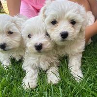Maltese Toy