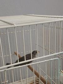 Due Femmine di cantore d'africa ed una lizard