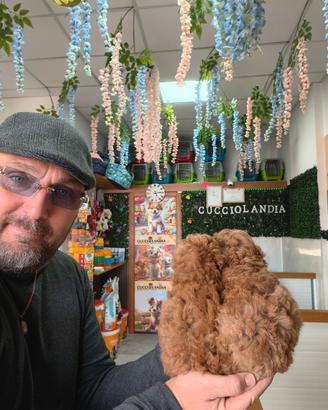 barboncino mini Toy Red compas klarna scalapay 