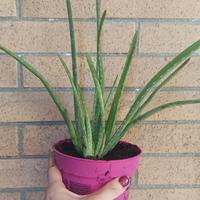 Piante Aloe Vera