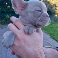 Cucciolo bulldog francese esotico