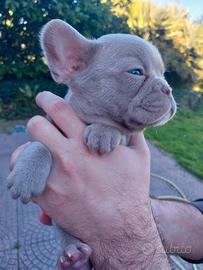 Cucciolo bulldog francese esotico