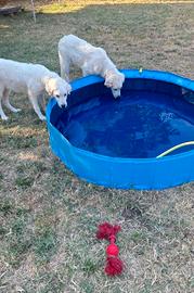 piscina cani