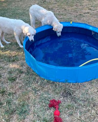 piscina cani