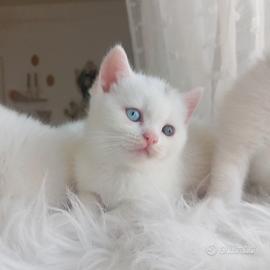 Cuccioli di British Shorthair