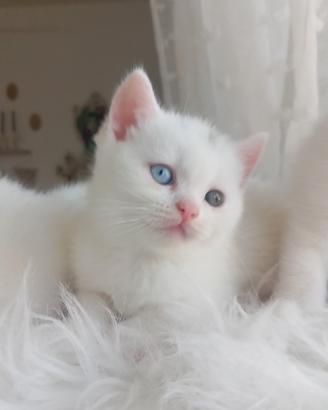 Cuccioli di British Shorthair