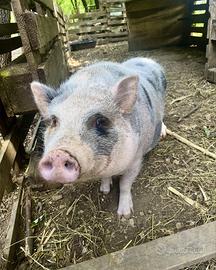 Maialino femmina mini pig Juliana fertile