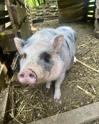 Maialino femmina mini pig Juliana fertile